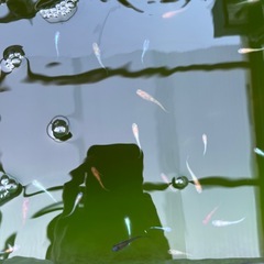 メダカ　お任せ　30匹の画像