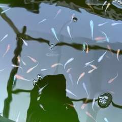 メダカ　お任せ　30匹の画像