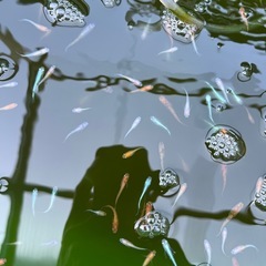 メダカ　お任せ　30匹の画像