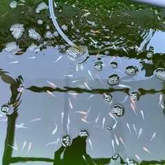 メダカ　お任せ　30匹の画像