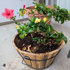 ハイビスカス🌺の画像