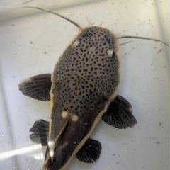 レッドテールキャット　ショートボディ熱帯魚の画像