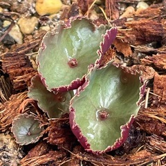 クラッスラウンベラ　ワインカップ　大の画像