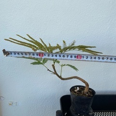 ⭐️盆栽エバーフレッシュ(実生)⭐️の画像