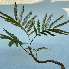 ⭐️盆栽エバーフレッシュ(実生)⭐️の画像