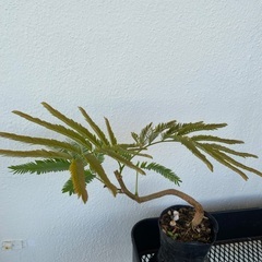 ⭐️盆栽エバーフレッシュ(実生)⭐️の画像