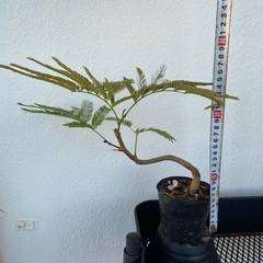 ⭐️盆栽エバーフレッシュ(実生)⭐️の画像