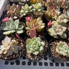 🌵多肉植物い　　1ポット100円の画像