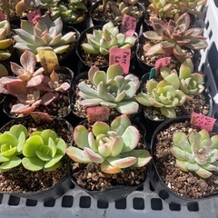 🌵多肉植物い　　1ポット100円の画像
