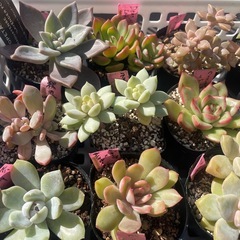 🌵多肉植物い　　1ポット100円の画像