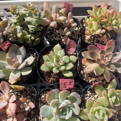 🌵多肉植物い　　1ポット100円の画像