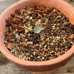 クラッスラウンベラ　ワインカップ　小の画像