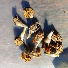 八重咲きアフリカンマリーゴールドの【種】の画像