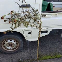 八重咲きアフリカンマリーゴールドの【種】の画像