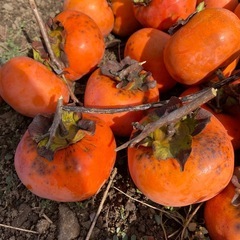 収穫したての甘柿（訳あり）売りますの画像