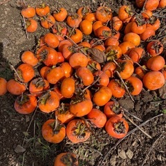 収穫したての甘柿（訳あり）売りますの画像