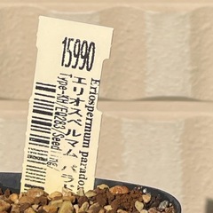 エリオスペルマム　パラドクサム　霧氷玉の画像