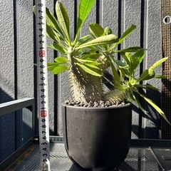 パキポディウム デンシカウレ（恵比寿大黒）実生株の画像