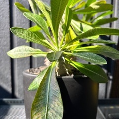 パキポディウム デンシカウレ（恵比寿大黒）実生株の画像