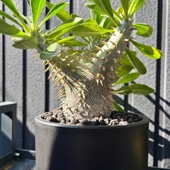 パキポディウム デンシカウレ（恵比寿大黒）実生株の画像