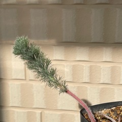 エリオスペルマム　パラドクサム　霧氷玉の画像