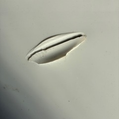 東芝　洗濯機　2021年式の画像