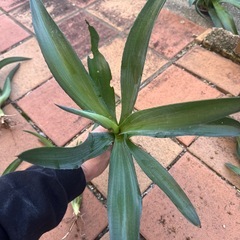 Agave
の画像