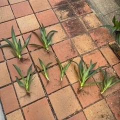 Agave
の画像