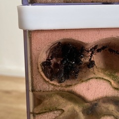 クロオオアリ　コロニーの画像