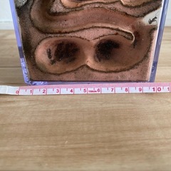 クロオオアリ　コロニーの画像