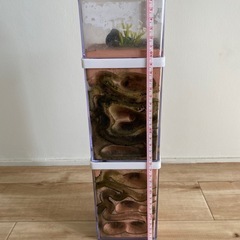 クロオオアリ　コロニーの画像