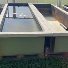 FRP水槽　４個　貯水槽　生簀　メダカ　らんちゅう の画像