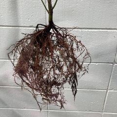 もみじ　イロハモミジ　四季折々の美しさの画像