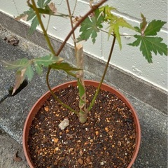 もみじ　イロハモミジ　四季折々の美しさの画像