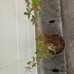 もみじ　イロハモミジ　四季折々の美しさの画像