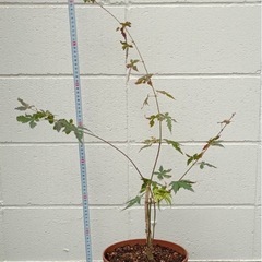 もみじ　イロハモミジ　四季折々の美しさの画像