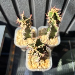 【発根済み】ユーフォルビア ムランジーナ×3株 の画像