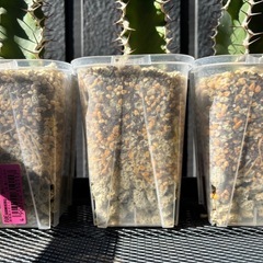 【発根済み】ユーフォルビア ムランジーナ×3株 の画像