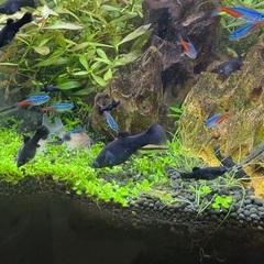 ブラックモーリー  の画像