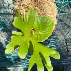  【観葉植物】 商談中　ビカクシダ　p. リドレイ　の画像