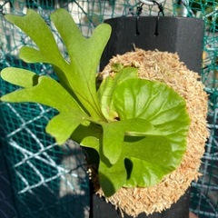  【観葉植物】 商談中　ビカクシダ　p. リドレイ　の画像