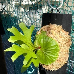  【観葉植物】 商談中　ビカクシダ　p. リドレイ　の画像