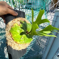  【観葉植物】 商談中　ビカクシダ　p. リドレイ　の画像