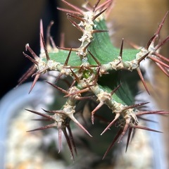 【発根済み】ユーフォルビア ムランジーナ×3株 の画像