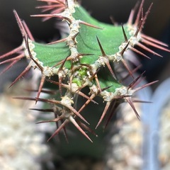 【発根済み】ユーフォルビア ムランジーナ×3株 の画像