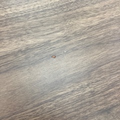 【トレファク松原店】サンコウ4段引き出しのご紹介です。の画像