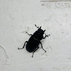 【大型】　ギラファノコギリクワガタ　ペアの画像