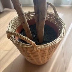 フェイクグリーン イ 人工観葉植物 パキラ 7号鉢 大型 の画像