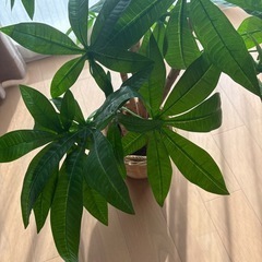 フェイクグリーン イ 人工観葉植物 パキラ 7号鉢 大型 の画像