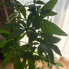 フェイクグリーン イ 人工観葉植物 パキラ 7号鉢 大型 の画像